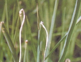 Twisted and crinkled leaf tips